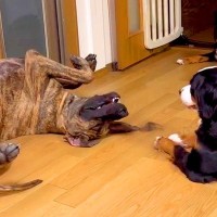 超大型犬が『特大くしゃみ』をブチかました結果…周りのワンコによる『激怒』と切なすぎる姿に爆笑「なんで？の顔が可愛い」「くしゃみだけでｗ」