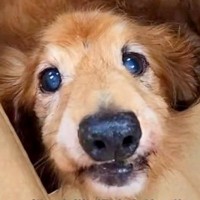 飼い主に『お手入れ放棄された犬』がひとり置き去りに…想像を超える『ひどい状態』が衝撃的すぎると涙「なぜこんな状態に…」「笑顔で泣いた」