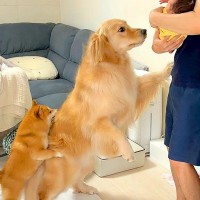 赤ちゃんを沐浴しようとしたら、大型犬が…勘違いで見せた『まさかの行動』が67万再生「愛の深さに泣ける」「心配する姿に涙が…」「尊い」