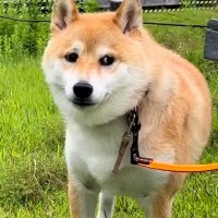 犬がお外でうんちをしようとしたら…完全に想定外な『まさかのハプニング』と結末が7万再生「悲壮感漂ってて草」「漏れそうな表情可愛すぎｗ」