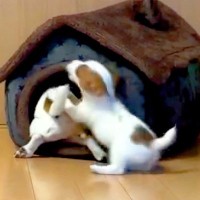 赤ちゃん犬が先輩に『ダル絡みした』結果…優しすぎるやり取りが1300万再生「ピンポンダッシュするの草」「いいお兄ちゃん」海外からも大絶賛