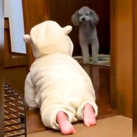 『赤ちゃんをお散歩へと誘導する犬』ずっと見ていたい"微笑ましい光景"が15万再生「可愛すぎてとろける」「間違いなく両思い」と悶絶の声