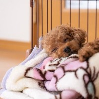 犬に『室内でケージ』は必要なの？愛犬を留守番させるときはどうしたらいい？