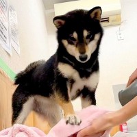 犬にドライヤーを使ったら…衝撃的な『日本語でハッキリ文句を言う姿』が146万再生「すごすぎて草」「本当に追い込まれたらしゃべれるのかｗ」