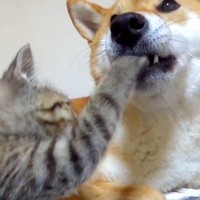 寝ようとしていた犬と子猫が…とんでもなく尊い『おやすみなさいの合図』が51万再生「まるで本当の親子のよう」「なんて可愛いの」と悶絶の声