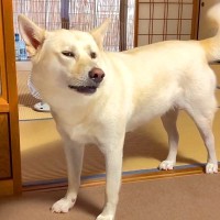 犬がおばあちゃんに『おやつが欲しい』とおねだりした結果…ふたりの『可愛すぎる会話』が12万再生「文句言ってるｗ」「やり取りにほっこり」