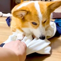 犬が『大好きなお兄ちゃんの服の上』に乗った結果…まさかの行動が健気過ぎると29万再生「もはやストーカーでは？ｗ」「目力ヤバくて草」