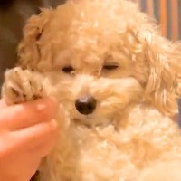 今にも寝そうな犬を抱っこしていたら…まるで『赤ちゃんのような姿』が尊すぎると2万6000いいね「ぬいぐるみでしかない」「目が可愛すぎる」