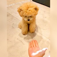 無言で『おて』をしてみたら、犬が…まさかの『クセが強すぎる行動』が48万再生「振りかぶってるｗ」「ダイナミックすぎて草」と爆笑の声