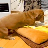 寒くなってくると、犬が寝度を自分で…天才すぎる『まさかの行動』が342万表示「なんて賢いの」「確認してるの笑ったｗ」驚きと爆笑の声