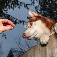 犬が誘拐されないための5つの方法とは　他人事ではない？万が一に備えた対処法を知っておこう