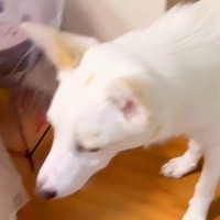 朝、歯磨きをして部屋に戻ったら犬が…思わず叫びたくなる『まさかの悲劇』が63万再生「朝からへこむわｗ」「反省はしてるんだね」と話題に