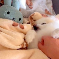 犬の次に『ぬいぐるみを撫でようとした』結果…あざとすぎる『まさかの阻止方法』に2万4000いいね「僕だけにしてって言ってる」「嫉妬可愛い」