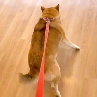 犬が『動物病院での診察』を終えた途端…あまりにもわかりやすい『まさかの行動』が81万表示「一刻も早くｗｗ」「スンッてなるの可愛くて草」