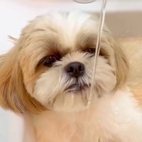 洗面台にすっぽりとハマる犬→そのまま水を出すと…毎年行われる『夏の恒例行事』が可愛すぎると43万再生「たまらんｗ」「お上手」と絶賛の声