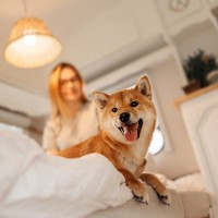 犬が高い場所に乗りたがる3つの理由　その意外な心理から飼い主ができる改善策まで