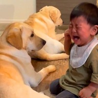 赤ちゃんが大型犬に『愛を伝えようとした』結果…想像以上に痛そうな『思わぬハプニング』が話題に「わんこ気まずそうで草」「困ってるｗｗ」