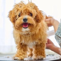 『1度も毛を切ったことがない犬』をトリミングした結果…衝撃的なビフォーアフターが14万再生「雰囲気変わり過ぎ」「めちゃかわいい」と大絶賛