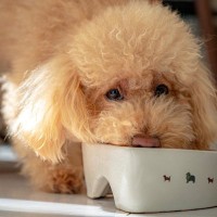 犬がご飯を『だらだら食べる』のはやめさせたほうがいい？　その理由からすぐに試せる対策法までご紹介