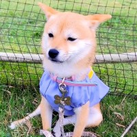 初オフ会に参加、みんな楽しそうにしていたら犬が…『想定外の姿』が切なすぎると31万再生「自分を見てるようｗ」「みんな違ってみんないい」