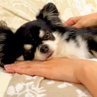 妹が保育園にいったら、お兄ちゃん犬が…ここぞとばかりに見せた『尊い行動』に悶絶の声「ママを独占出来てよかったね」「なんとも愛らしい」