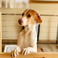 犬が飼い主を待っているときの4つの心理とは　留守番している愛犬の気持ちを知って絆を深めよう