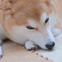 犬が拗ねてしまう飼い主の5つの行動　まるで恋人？対処法を知って愛犬に配慮してあげよう