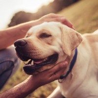 犬を『幸せにさせることができる人』の特徴4選　幸福度を高めるために飼い主が心がけることとは？