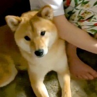 お風呂後『めまいがする』と休んでいたら、犬が…『まさかの行動』に驚きの声「優しさであふれてる」「これだから犬って最高」と90万再生