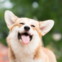 犬がうっとりした表情を浮かべる5つの心理　愛犬のことがより愛おしくなるその理由とは