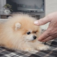 初対面の犬に絶対するべきではない『間違った挨拶』4つ　ついやりがちなその方法から正しい接し方まで