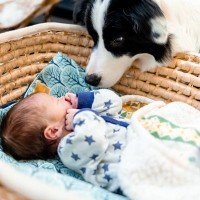 犬が『人間の赤ちゃん』に優しいのはなぜ？　その理由や習性、相性が良い犬種まで解説