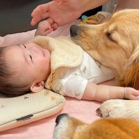 赤ちゃんのことが大好きな大型犬…愛しすぎるあまりに見せた『とんでもない行動』が61万再生「まさかの展開で爆笑ｗ」「なんて可愛いの」