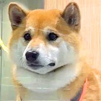 『トリミングで震える犬』と目が合った瞬間…『まさかの表情』が面白すぎると155万表示「薄情者…って顔で草」「吹いた」「可愛すぎるｗ」