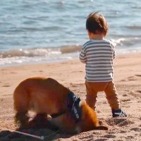 小さな男の子と犬が『海辺をお散歩した』結果…まさかの『飼い主を困惑させる光景』が61万表示「風呂確定で草」「え？シャンプー後…？ｗ」