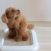 犬が人前でトイレができない原因3つ　実は飼い主の影響かも？すぐに試せる対策法までご紹介