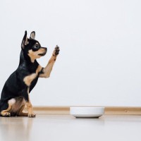 あなたの愛犬もする？ワンコが『ごはんはまだですか？』と飼い主に催促しているサイン4選