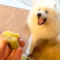 1年ぶりに『焼き芋食べる？』と犬に質問してみた結果…思った以上に『狂喜乱舞する姿』が67万表示「大事で草」「可愛すぎるｗｗ」と大絶賛