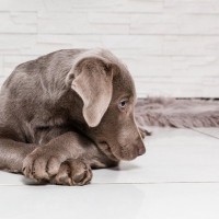 犬が飼い主と『距離を置いて座る』心理5選　離れたがる理由や正しい対応の仕方まで