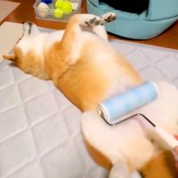 コロコロを使って犬を撫でてみた結果…まさかの『マッサージ機だと勘違いする光景』が1万いいね「めっちゃ気持ちよさそうｗ」「一石二鳥」と絶賛