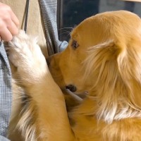 他の犬に会ってきたら、家にいた大型犬が…厳しすぎる『浮気チェック』をする光景が44万再生「なんて可愛いの」「愛を感じるｗ」と絶賛