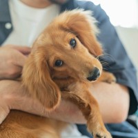 犬が抱っこからすぐに降りようとするときの心理５つ　その理由から注意すべきポイントまでご紹介