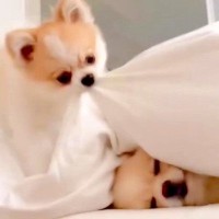 『眠いからそっとしてほしい犬』に『どうしても遊びたい犬』が…2匹の温度差が激しすぎると話題「なんて可愛いやりとり」「人の兄弟みたいｗ」