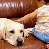 大型犬がカミナリに怯えていたら…赤ちゃんの『まさかの行動』が尊すぎると42万再生「なんて優しいの」「親を見て学んでる」と大絶賛の声