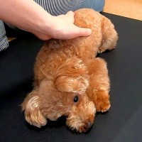 朝、ママが寝坊してしまったら犬が…思った以上の『冷たいリアクション』が60万再生「拗ね方可愛すぎるｗ」「遅起きの代償がこれほどとは」