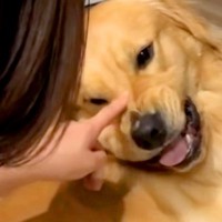 大型犬をナデナデした時の『父と母への態度の違い』を比較した結果…想像以上の光景が53万再生「同じ犬と思えないｗｗ」「あからさまで草」