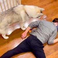 目の前で突然倒れたら、大型犬はどうする？検証したら…『まさかの結末』が11万再生「めっちゃ荒い安否確認で草」「雑過ぎるｗｗ」と爆笑