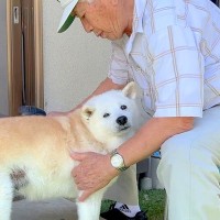 犬が『15年間おじいちゃんと一緒に居続けた』結果…老犬になっても変わらない『何よりも愛している姿』が話題に「最高の相棒」「涙が…」