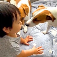 小さな男の子が保育園に行く前に…いつも犬としている『いってらっしゃいの挨拶』に悶絶「なんて愛おしいの」「チューたまらん」と絶賛