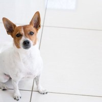 犬を『精神的に傷つける』タブー行為5選　愛犬がトラウマを抱える、飼い主の身勝手な行動とは？